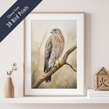 Wild Bird Print – 38 Variations – Coloured Pencil Drawing Style Wall Art