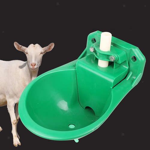 Automatic sheep feeding water - sheep,