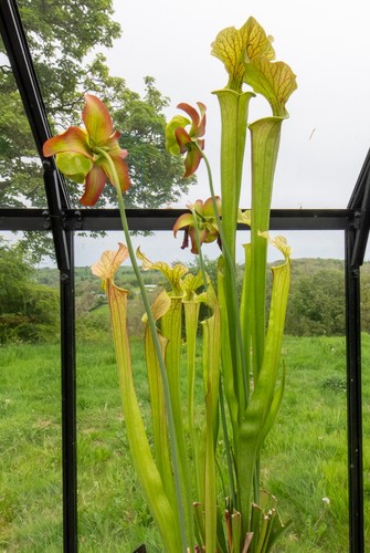 Sarracenia seedlings from - sarracenia,