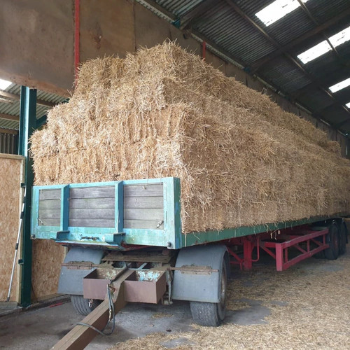 Barley straw bale - bale,