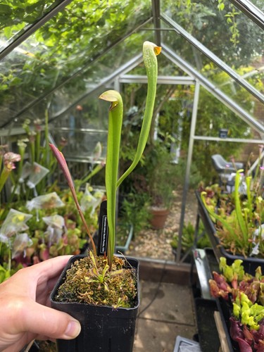 Sarracenia minor north - x,