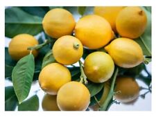 50 Fresh Juicy Lemon Tree
