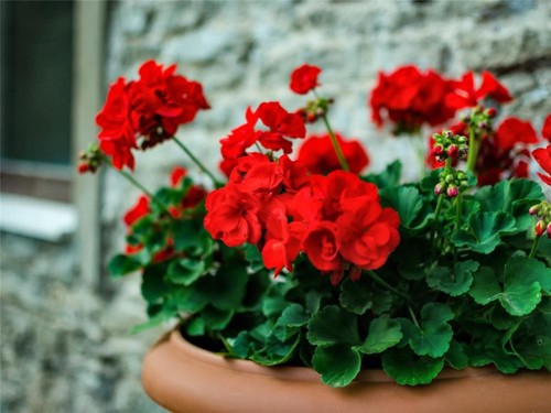 Geranium best red - best, bedding