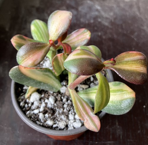 Crassula ovata mikaeri - mikaeri, bijin