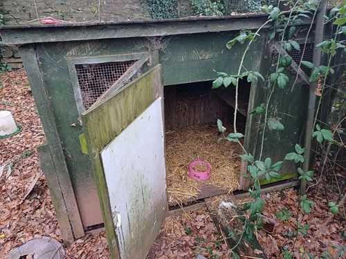 Chicken coop hen - chicken, house