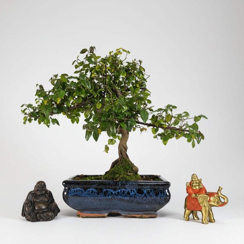 Bird plum bonsai - bird,