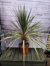 Giant Cordyline 'Torbay
