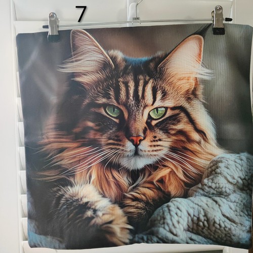 Maine coon cat peachy - maine, soft