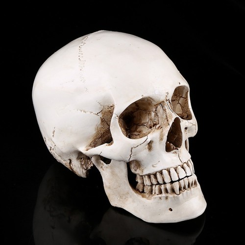 1pc resin human - `1pc, skull