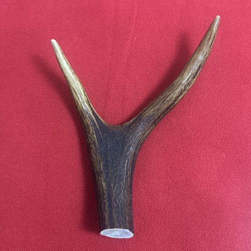One piece deer antler - deer, y