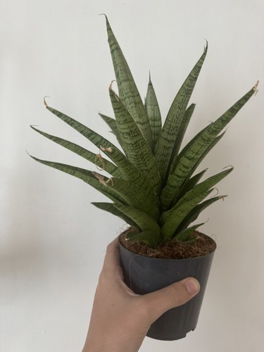 Sansevieria tough lady snake - sansevieria,