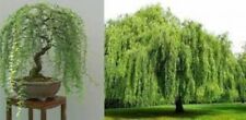 Weeping tea tree! RARE! Hardy!!! Ideal indoor or outdoor bonsai! 50 Fresh seeds!