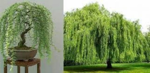 Weeping tea tree rare - tea, tree!