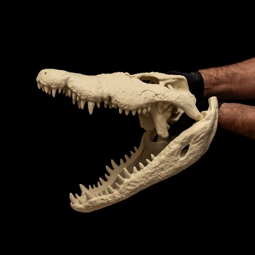 Large crocodile skull - large,