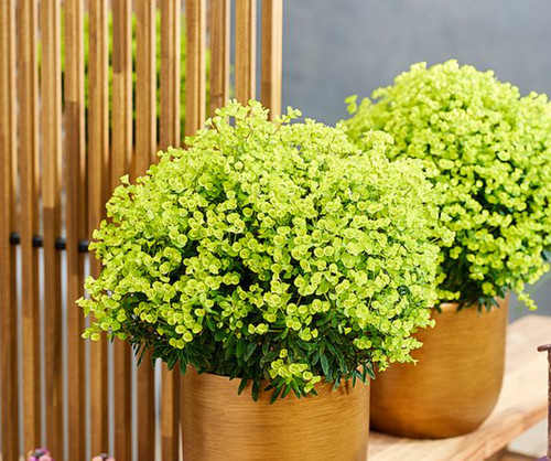 Euphorbia ascot petite - ascot,