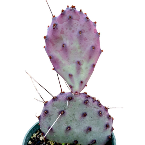 Opuntia santarita santa rita - santarita,