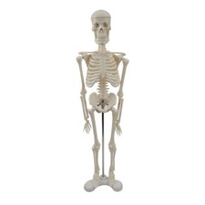Skeleton Model with Rack