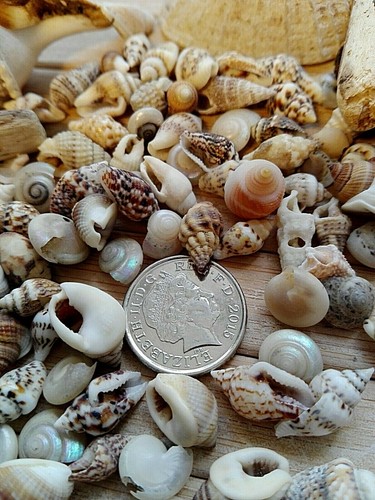 100 mixed seashells - 100,