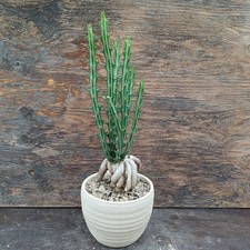 Euphorbia knuthii Caudex XXL
