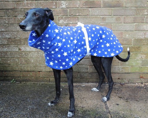 Greyhound lurcher whippet - /,