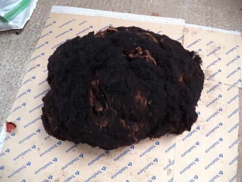 Whole spinning sheep - spinning, fleece