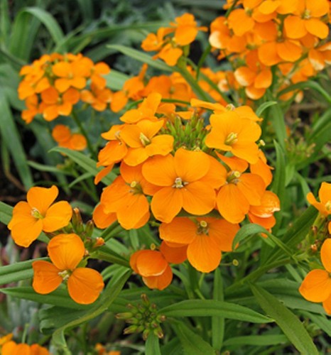 Cheiranthus allionii orange - 50,