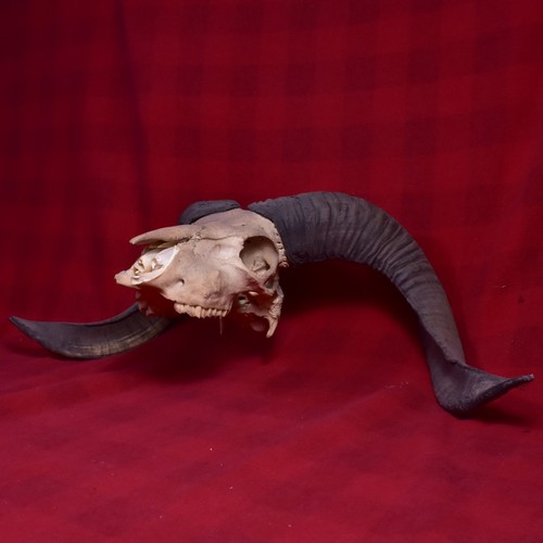 Beautiful dark ram - dark,