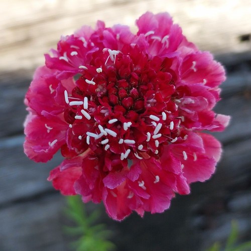 Scabiosa scoop marshmallow - scabiosa,