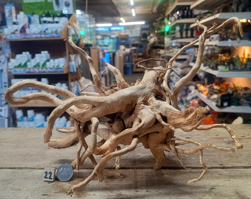 Red moor wood - , aquarium