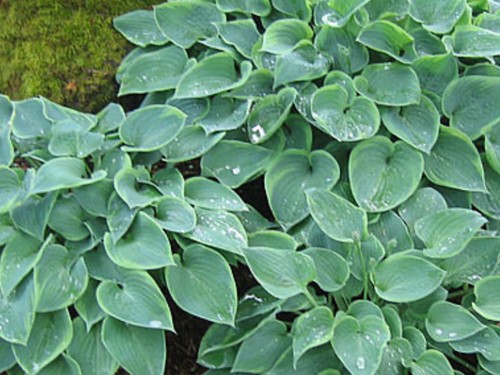 Hosta abby pot - abby, grown
