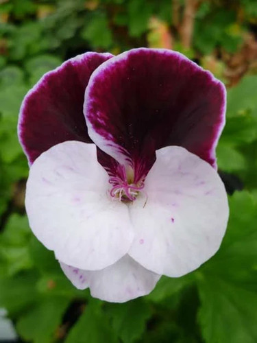 Pelargonium covina regal - pelargonium, 'covina'