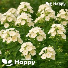 Drummond's Phlox Isabellina - 300 Seeds - Phlox Drummondii Grandiflora - Flower