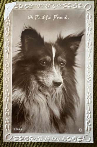 Antique postcard dog shetland - postcard,