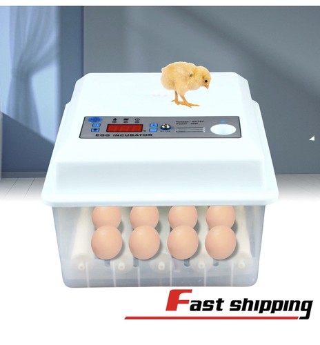 Eggs incubator automatic - eggs,