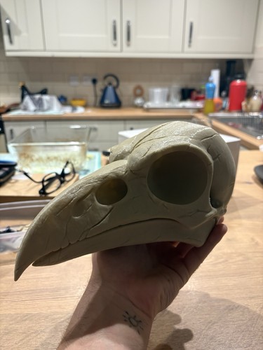 Raven skull life - size, replica