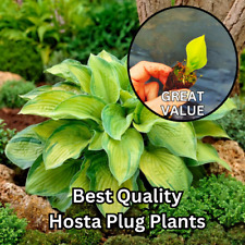 3x PACK Hosta Jumbo Plug Plants Lucky Dip Perennial LOW PRICE! - LIMITED STOCK!