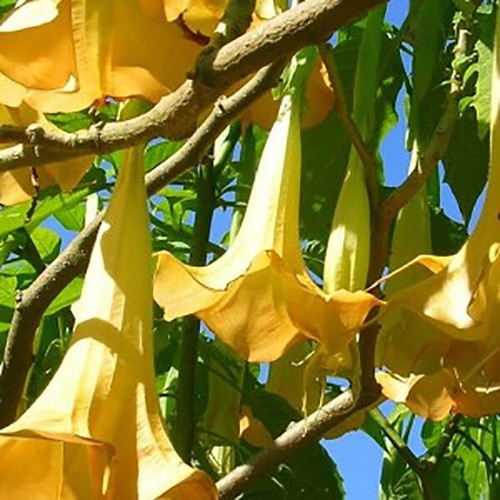 Brugmansia sanguinea aurea - sanguinea,