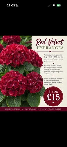 Large red velvet - large, hydrangea