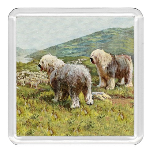 Old english sheepdog dog - english,