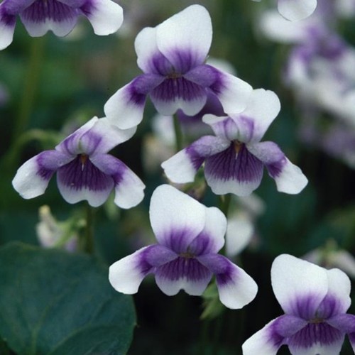Viola hederacea plug plants