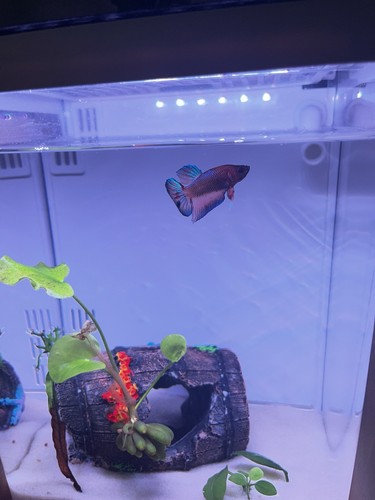 Betta fish live plakat - live,