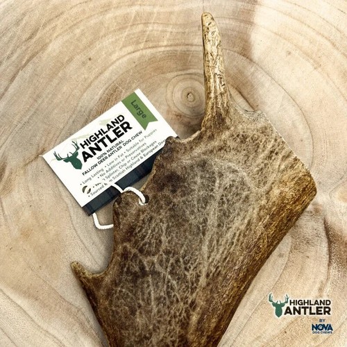 Highland fallow antler - fallow,