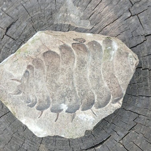 Trilobite fossil specimen - fossil, in