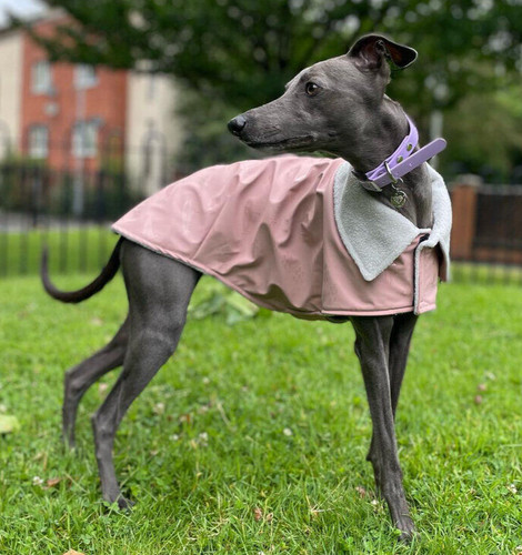 Lurcher whippet waterproof - lurcher,
