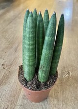 Sansevieria cylindrica Straight - Snake plant - Mikado - 9cm Pot