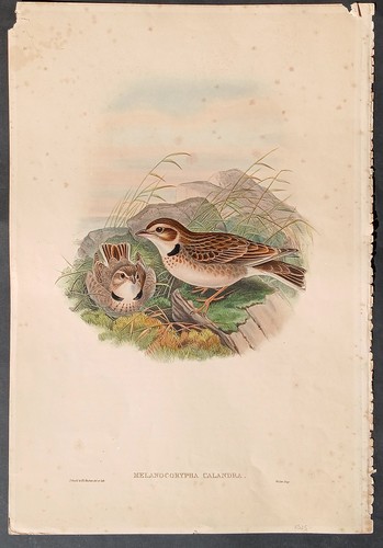 John gould birds watercolor - birds,