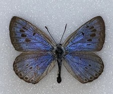 A rare large Blue Butterfly set Specimen