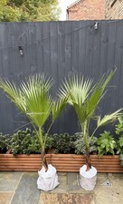 🌴 2x Washingtonia Robusta -
