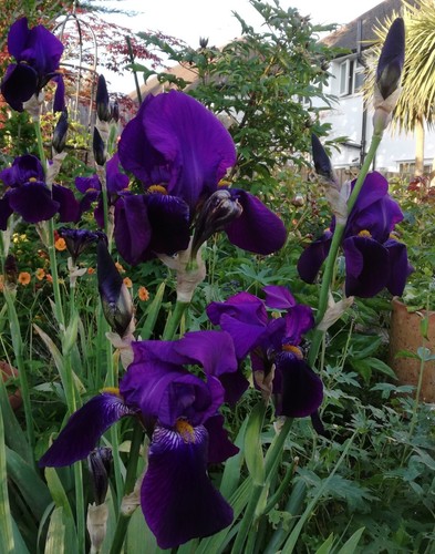Iris germanica spring - iris,