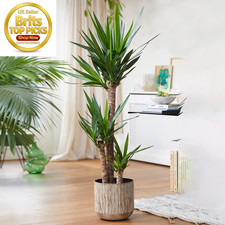 Yucca elephantipes large - yucca,